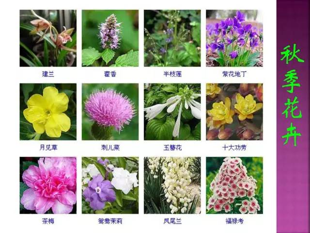 超全常见花卉植物图谱(1332种)