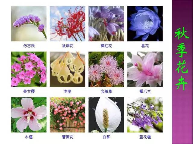 超全常见花卉植物图谱(1332种)