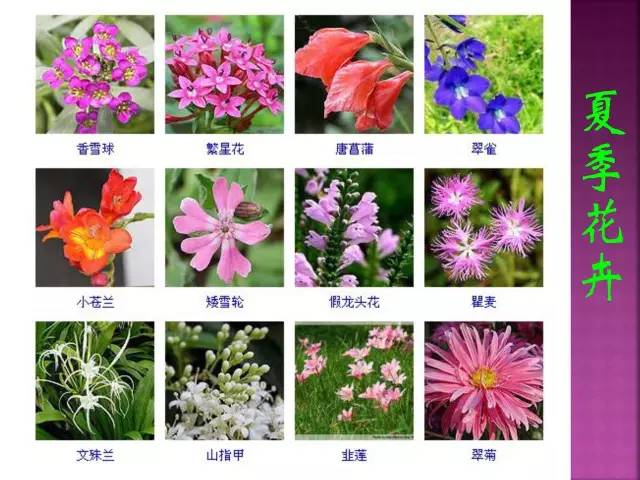 超全常见花卉植物图谱(1332种)