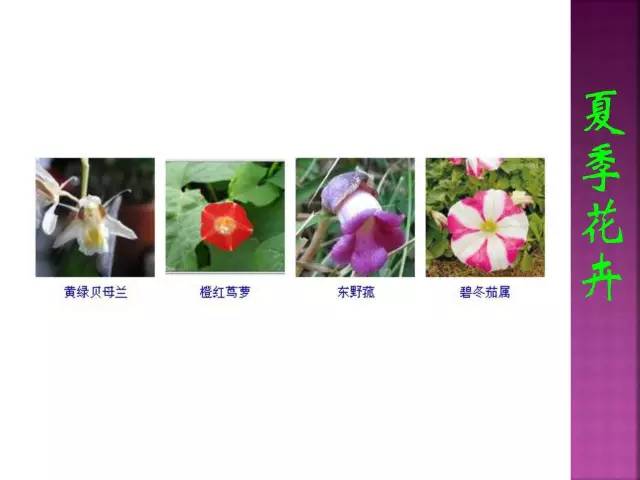 超全常见花卉植物图谱(1332种)