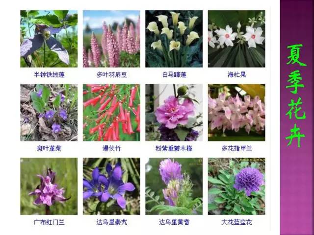 超全常见花卉植物图谱(1332种)