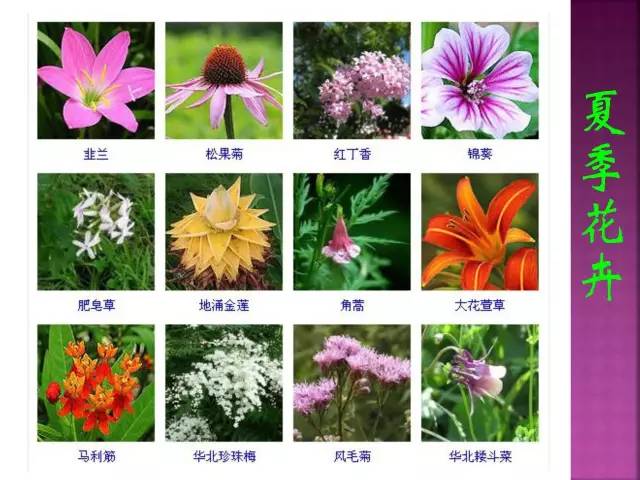 超全常见花卉植物图谱(1332种)