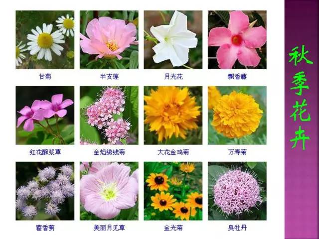 超全常见花卉植物图谱(1332种)