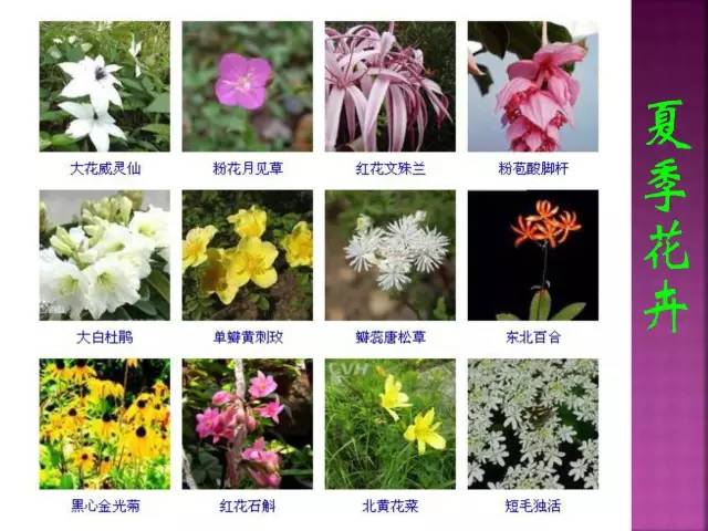 超全常见花卉植物图谱(1332种)