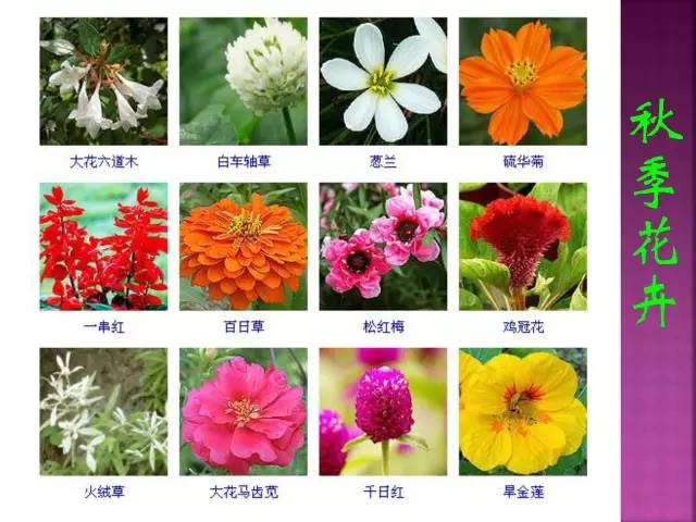 超全常见花卉植物图谱(1332种)