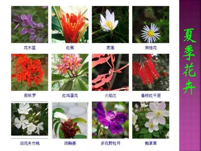 超全常见花卉植物图谱(1332种)