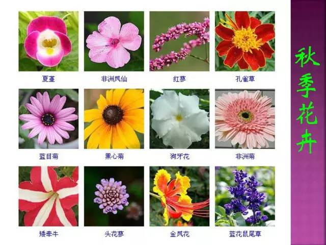 超全常见花卉植物图谱(1332种)