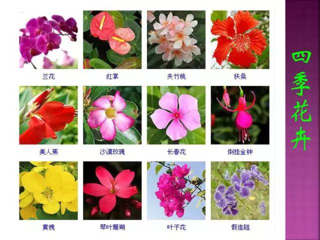 超全常见花卉植物图谱(1332种)