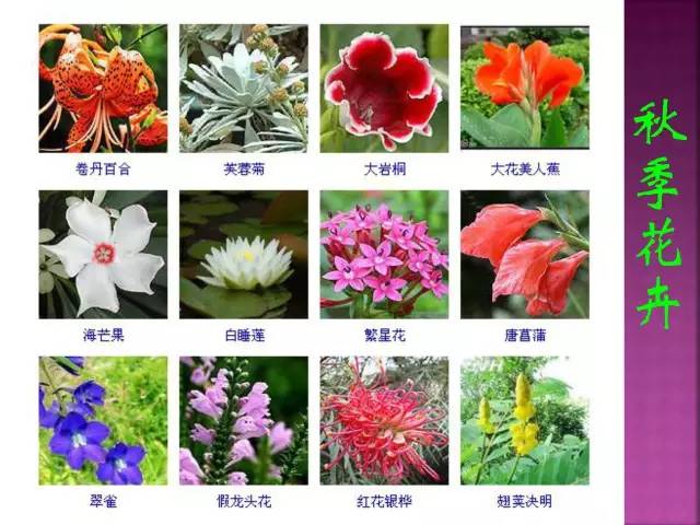 超全常见花卉植物图谱(1332种)