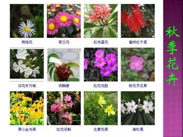 超全常见花卉植物图谱(1332种)