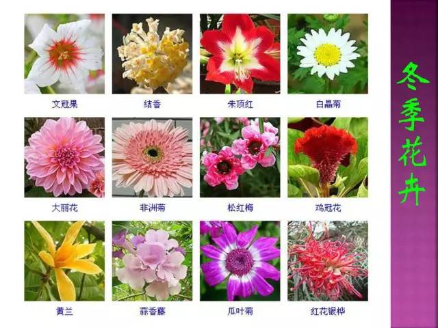 超全常见花卉植物图谱(1332种)