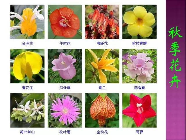 超全常见花卉植物图谱(1332种)