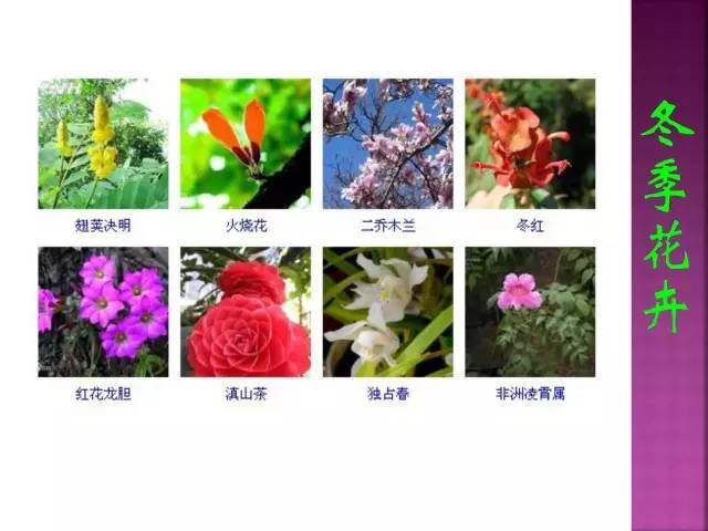 超全常见花卉植物图谱(1332种)