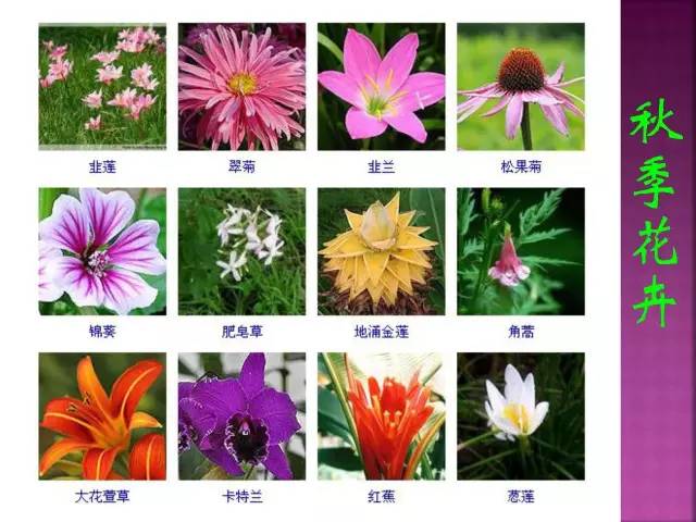 超全常见花卉植物图谱(1332种)