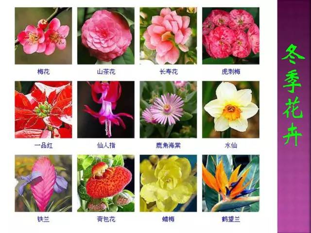 超全常见花卉植物图谱(1332种)