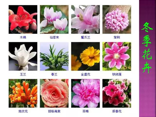 超全常见花卉植物图谱(1332种)