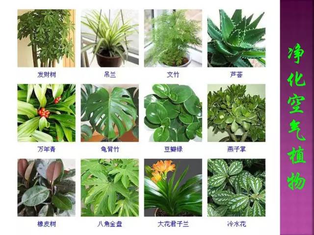 超全常见花卉植物图谱(1332种)