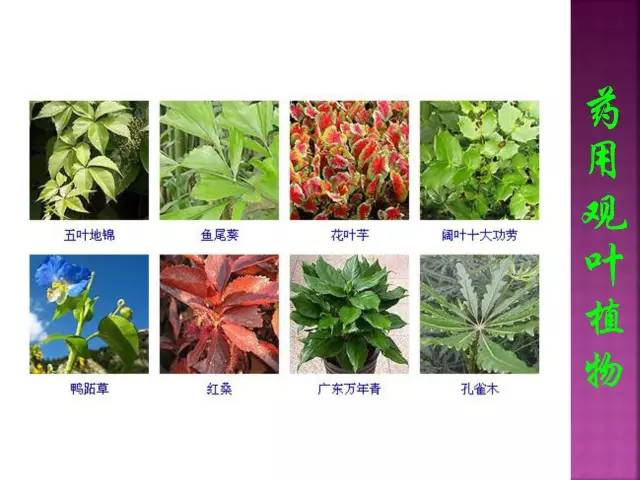 超全常见花卉植物图谱(1332种)