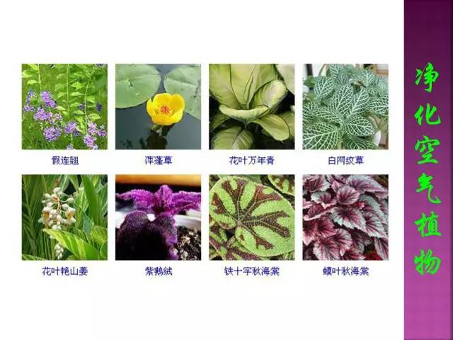 超全常见花卉植物图谱(1332种)