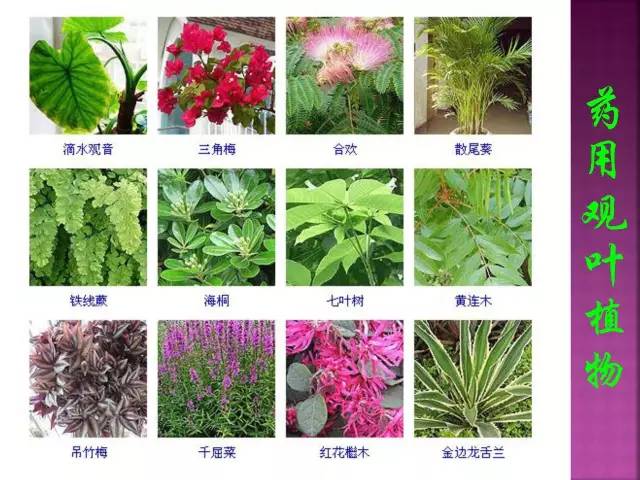 超全常见花卉植物图谱(1332种)