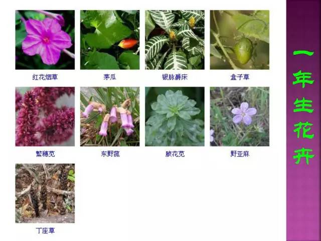 超全常见花卉植物图谱(1332种)