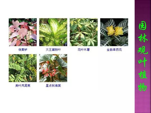 超全常见花卉植物图谱(1332种)