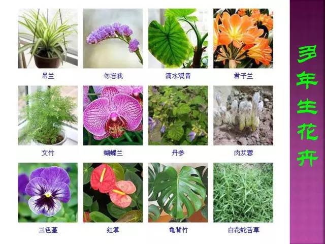 超全常见花卉植物图谱(1332种)