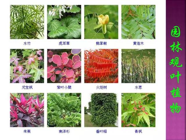 超全常见花卉植物图谱(1332种)