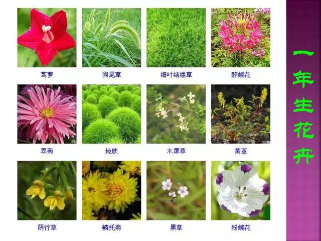 超全常见花卉植物图谱(1332种)