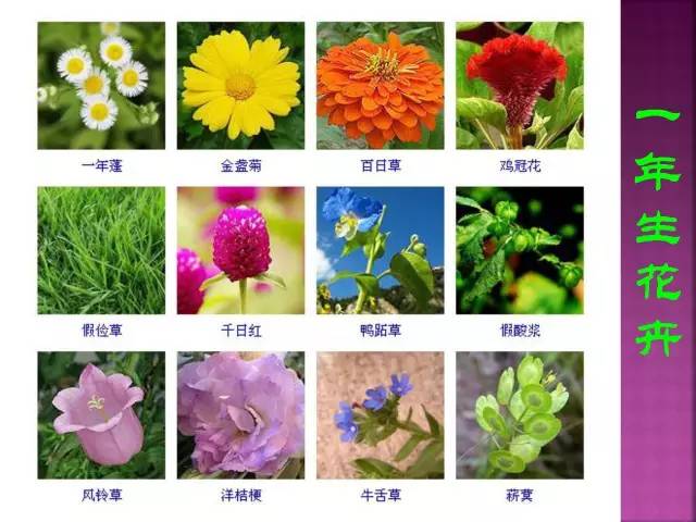 超全常见花卉植物图谱(1332种)