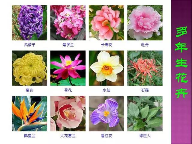 超全常见花卉植物图谱(1332种)