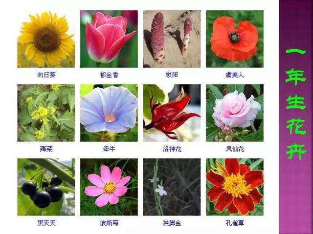 超全常见花卉植物图谱(1332种)