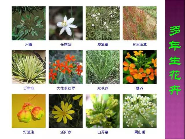 超全常见花卉植物图谱(1332种)