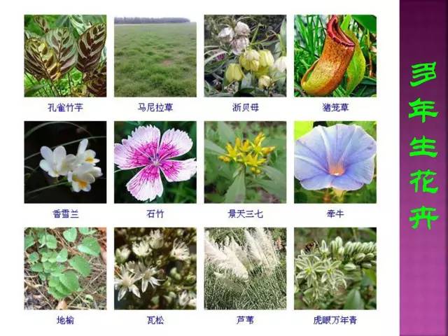 超全常见花卉植物图谱(1332种)