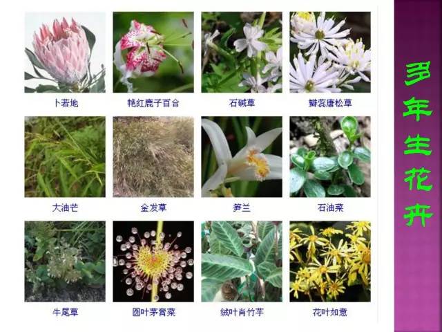 超全常见花卉植物图谱(1332种)