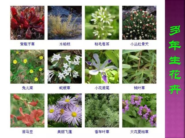 超全常见花卉植物图谱(1332种)