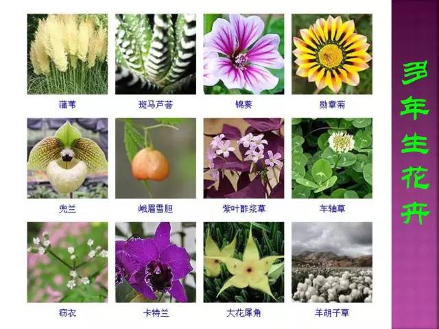 超全常见花卉植物图谱(1332种)