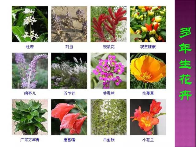 超全常见花卉植物图谱(1332种)