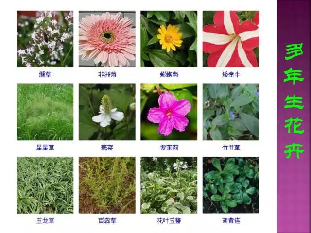 超全常见花卉植物图谱(1332种)