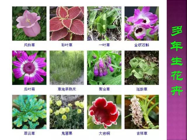 超全常见花卉植物图谱(1332种)