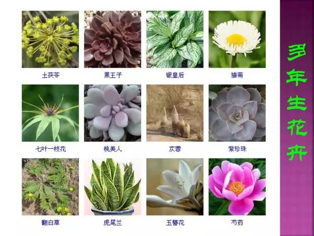 超全常见花卉植物图谱(1332种)