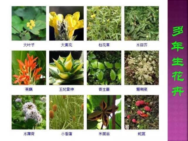 超全常见花卉植物图谱(1332种)