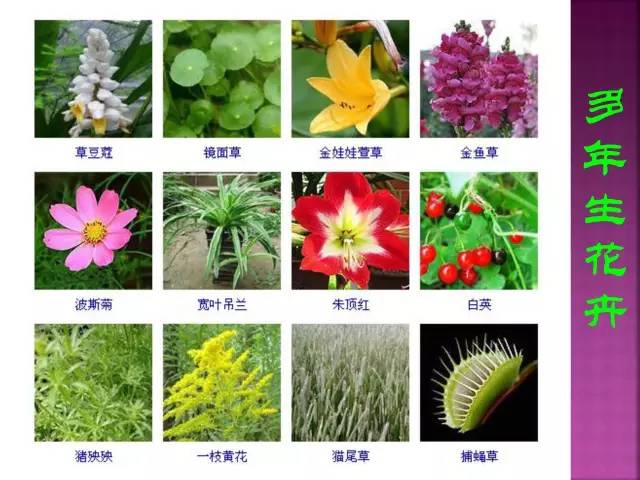 超全常见花卉植物图谱(1332种)