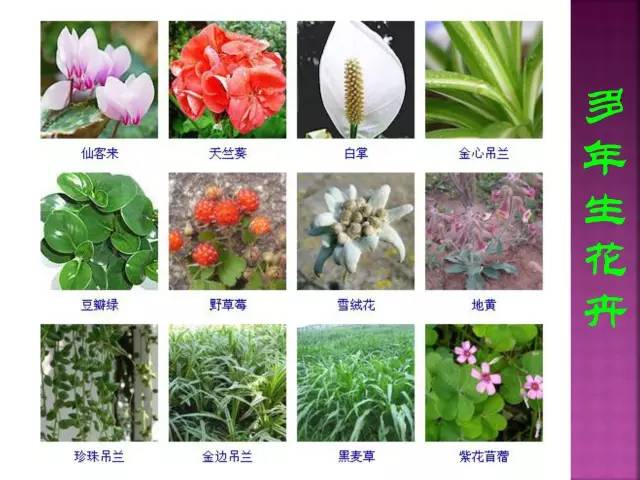 超全常见花卉植物图谱(1332种)