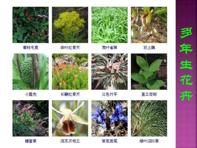 超全常见花卉植物图谱(1332种)