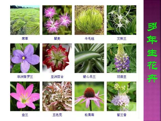 超全常见花卉植物图谱(1332种)