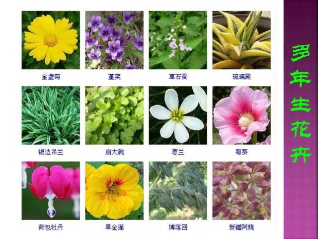 超全常见花卉植物图谱(1332种)