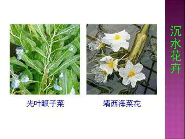 超全常见花卉植物图谱(1332种)