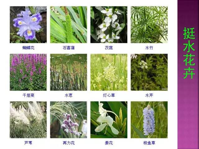 超全常见花卉植物图谱(1332种)