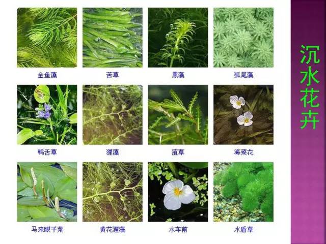 超全常见花卉植物图谱(1332种)